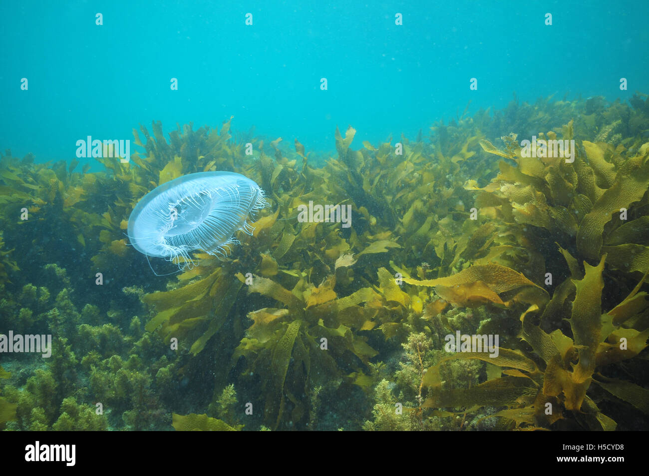 Medusa in bilico tra kelp Foto Stock