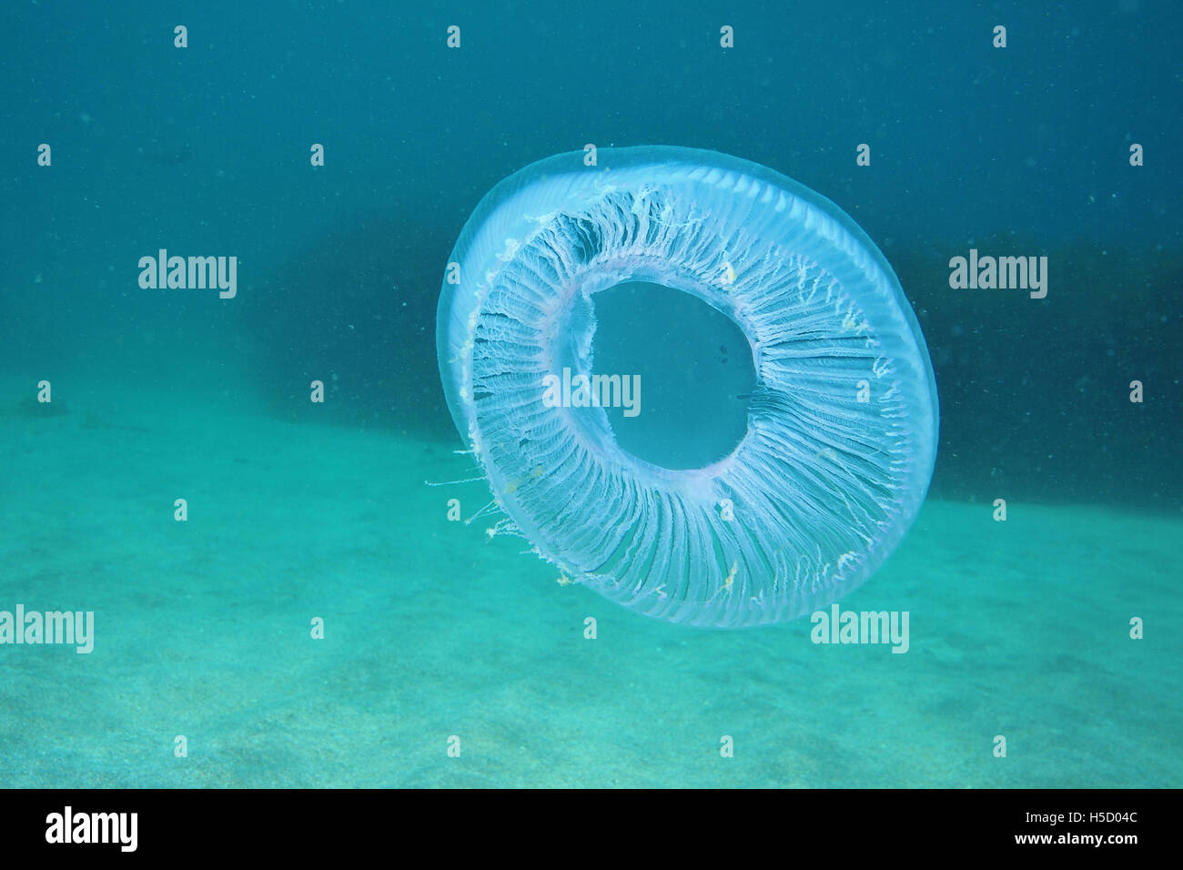 Medusa che mostra circolare struttura corpo Foto Stock