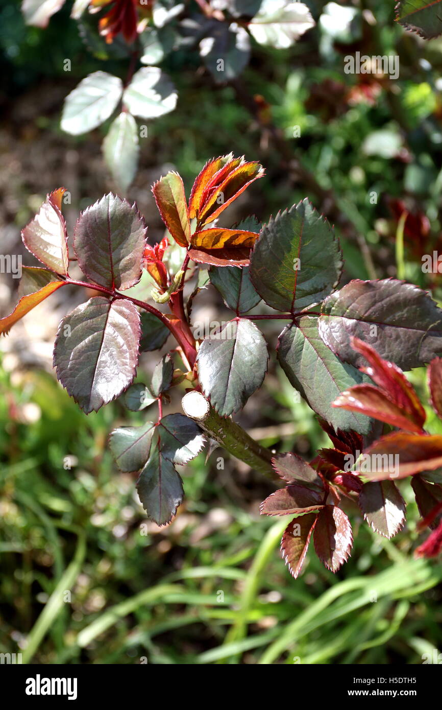 Close up di giovani foglie di rose Foto Stock