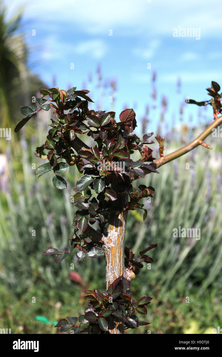 Close up rosaio isolato con nessun fiore Foto Stock