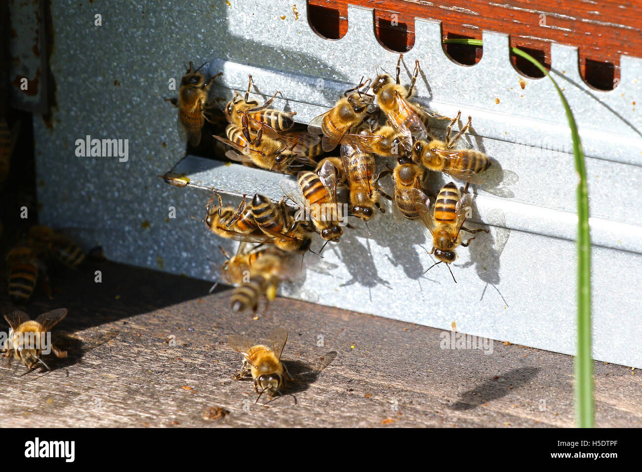 Honeybees andando in e fuori da un alveare Foto Stock