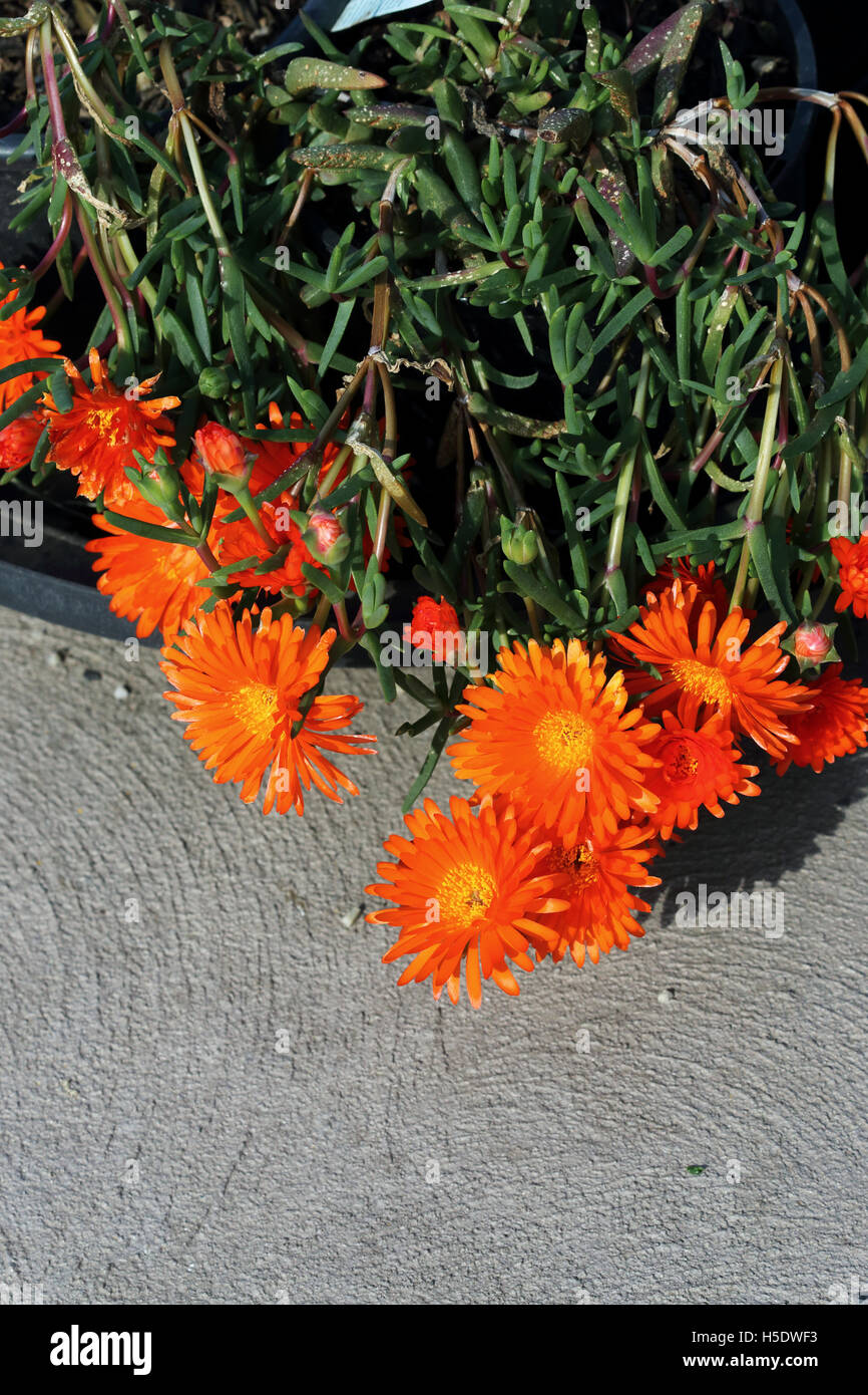 Mesembryanthemum o conosciuto come Orange faccia di maiale in piena fioritura Foto Stock