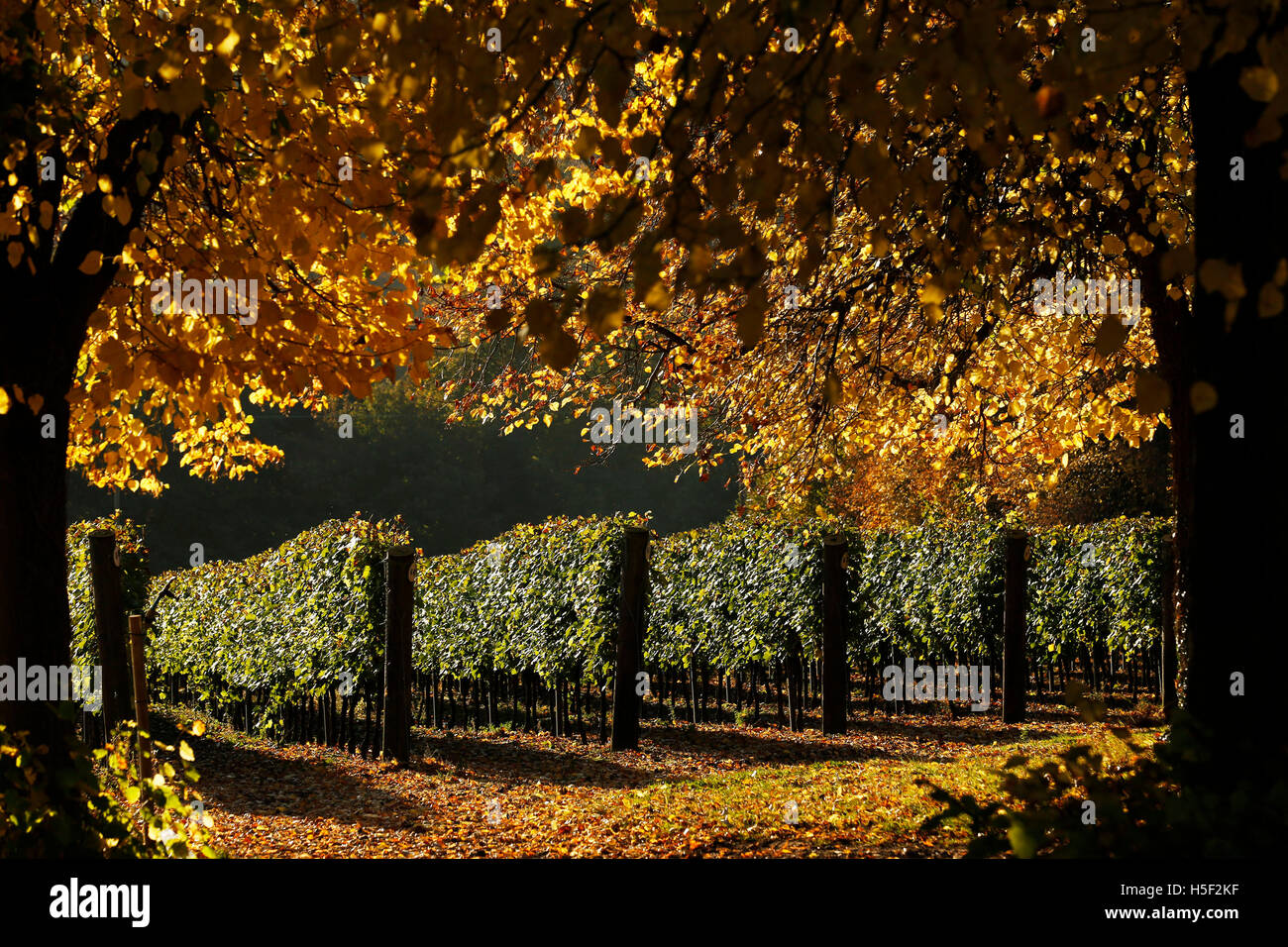 Hambledon Vigna, Hampshire, Regno Unito. Il 19 ottobre, 2016. Autunno sole risplende attraverso le foglie d'oro di olivi e vigne presso l'Hambledon vigneto in Hampshire, Regno Unito Mercoledì 19 Ottobre, 2016. Il vino italiano vendemmia ha iniziato, le prospettive sono buone dopo un ritardo, calda estate in agosto e settembre. Il vigneto a Hambledon, uno dei più antichi del paese, ha 75.000 vigne oltre 20 ettari nel South Downs National Park. Credito: Luca MacGregor/Alamy Live News Foto Stock