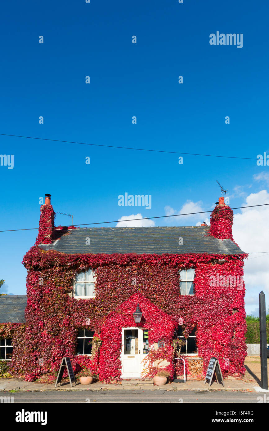 Rampton, Cambridgeshire, Regno Unito. Xx oct, 2016. Il Black Bull Pub è coperto in una gloriosa red Virginia piante del superriduttore e brilla al sole autunnale. Il tempo è un mix di sole e di docce in East Anglia e le foglie hanno girato di rosso profondo e formare una spettacolare esibizione di colore di autunno. Credito: Julian Eales/Alamy Live News Foto Stock