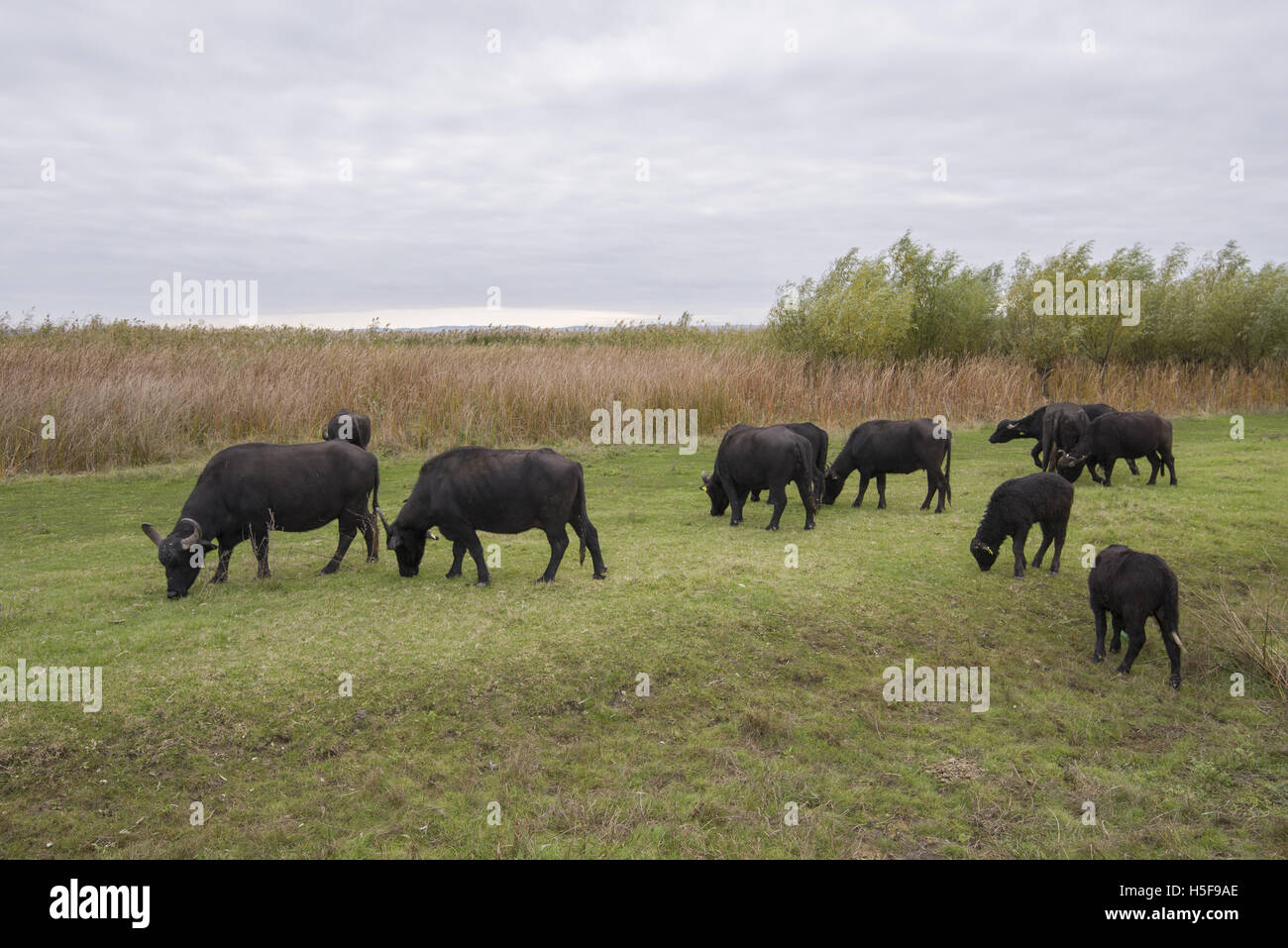 Regione di Odessa, Ucraina. 20 ottobre, 2016. "Buffalo funzionamento'. Il 20 ottobre, ha avviato nel Delta del Danubio, nella regione di Odessa (Ucraina) vi erano il bufalo d'acqua. Nel mese di ottobre di quest'anno nel villaggio di Orlovka (Reni distretto, regione di Odessa), che si trova nella regione del Delta del Danubio, è stato creato un allevamento sperimentale di bufalo indiano di acqua di tipo dei Carpazi (buffalo dei Carpazi questa sottospecie bufali domestici o acqua asiatici buffalo - Bubalus bubalis). Credito: Andrey Nekrasov/Alamy Live News Foto Stock