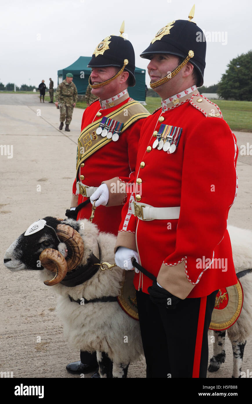 Salisbury, Wiltshire, Regno Unito. 20 ottobre, 2016. Il reggimento Mercian Swaledale pecore mascotte e escort partito. "Lcpl Derby" le pecore è stata recentemente promossa dal grado di Private come una ricompensa per il suo buon comportamento, soprattutto quando rappresentano il reggimento in parata. Lcpl Derby è il 29 Derby ram poiché il mascotÕs introduzione nel 1858. L'esercito riconosce Lcpl Derby come un soldato e lui ha anche il suo proprio numero del reggimento e documentazione. Egli è pagato £3.75 al giorno. Credito: Dorset Media Service/Alamy Live News Foto Stock