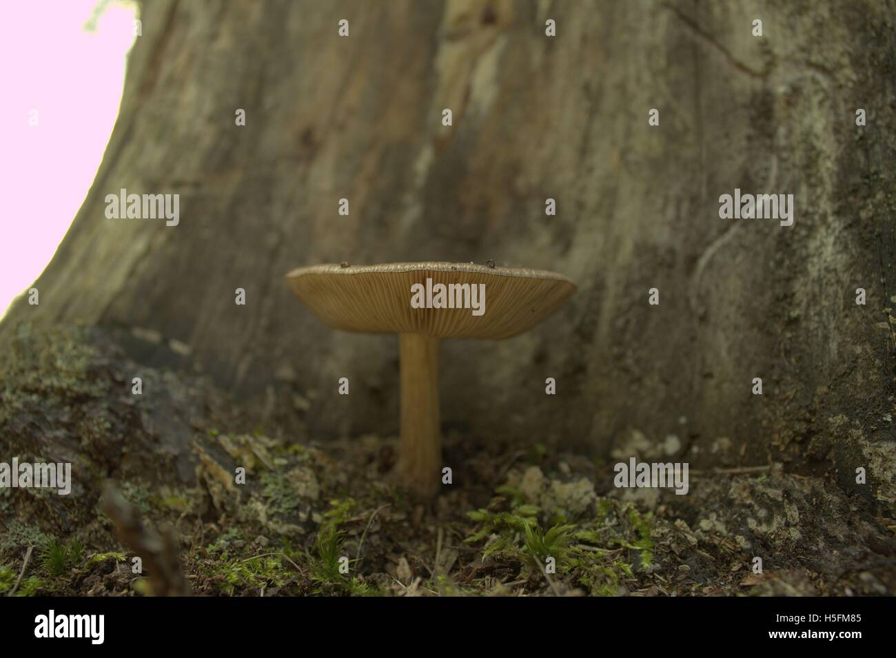 Fawn fungo nella parte anteriore di un albero morto Foto Stock