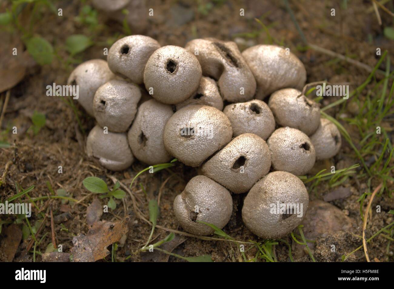 Cluster Puff di sfere in Osceola County, Michigan Foto Stock