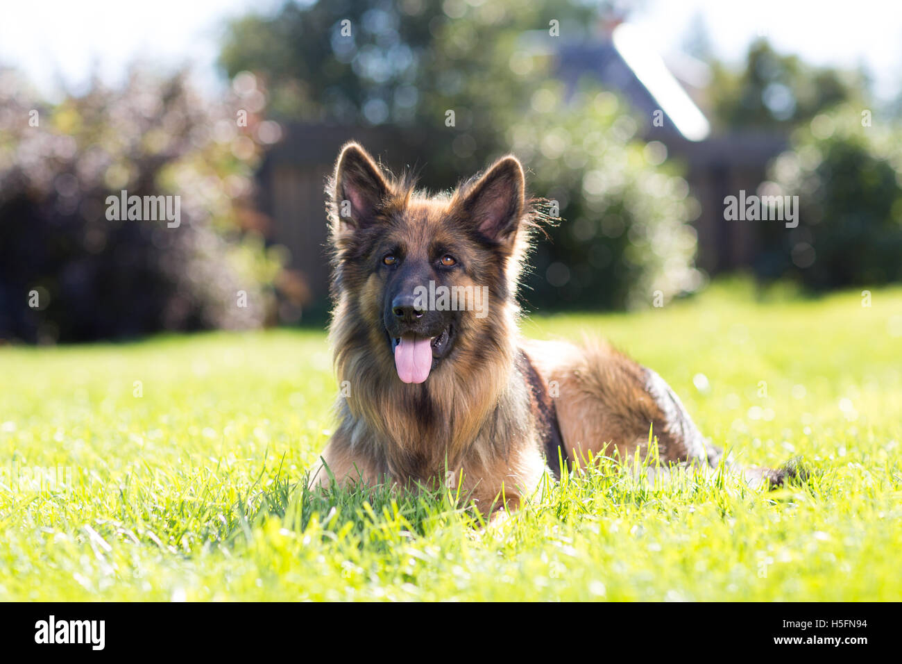 Bello cane tedesco shepard all'aperto su un prato Foto Stock