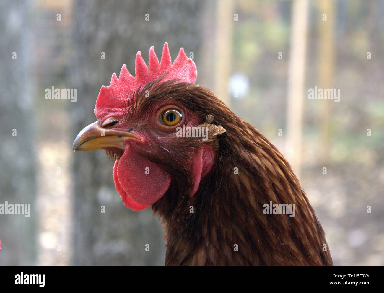 La Rhode Island red Hen, Close Up Foto Stock