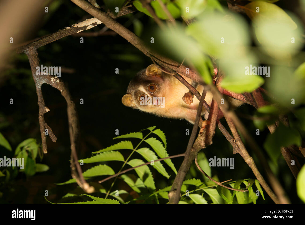 Grigio loris slanciata, Loris lydekkerianus, Sigiriya, Sri Lanka Foto Stock
