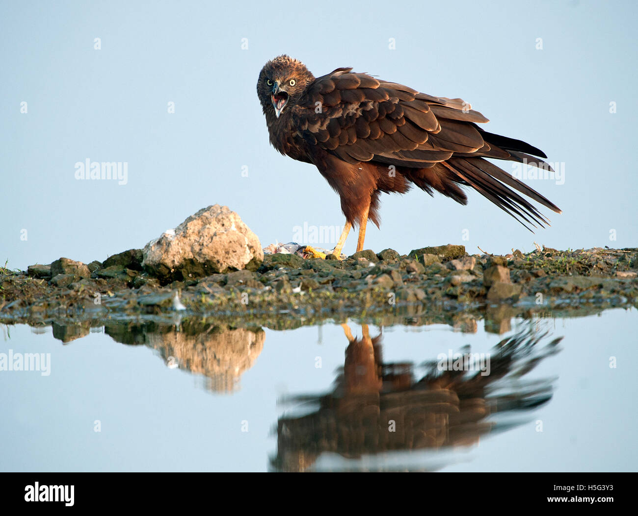 L'immagine di Marsh Harrier dark morph ( Circus aeruginosus) ritratto, vicino a Pune, Maharashtra, India Foto Stock