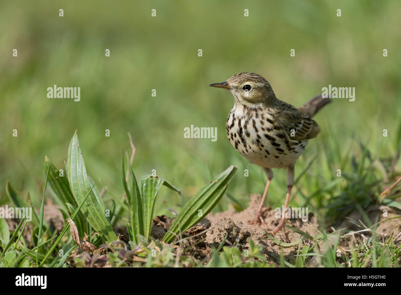 Meadow Pipit / Wiesenpieper ( Anthus pratensis ), uccello adulto, appollaiato su un molehill in un ampio prato circostante tipica. Foto Stock