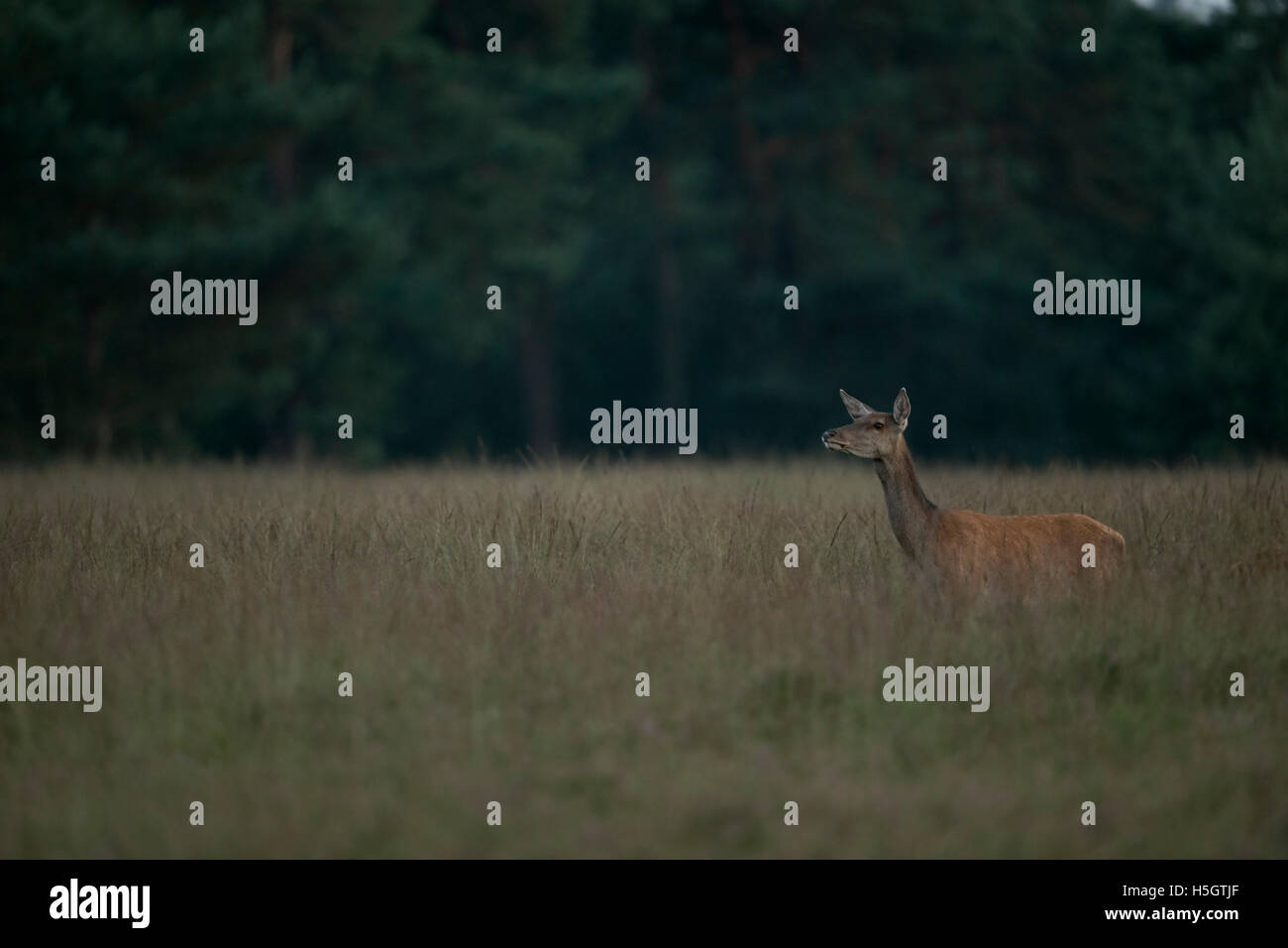 Il cervo (Cervus elaphus), femmina, Hind, in ampie praterie, guardare per sicurezza, vicino al bordo di una foresta, al tramonto. Foto Stock