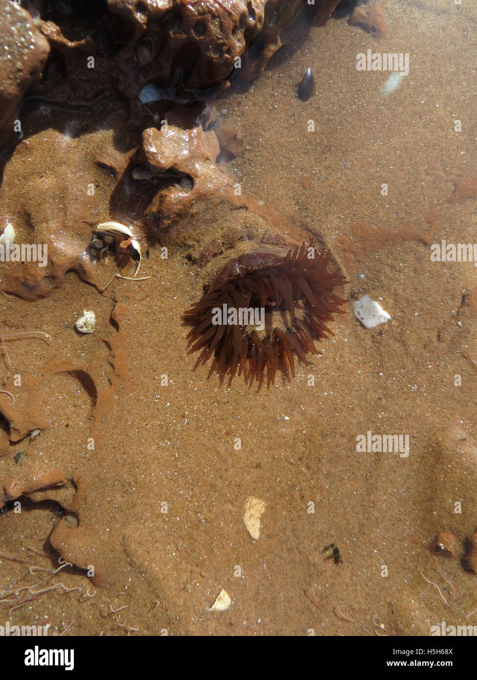 Anemone Beadlet (Actinia equina) in acque poco profonde in una roccia piscina presso la volta della marea Foto Stock
