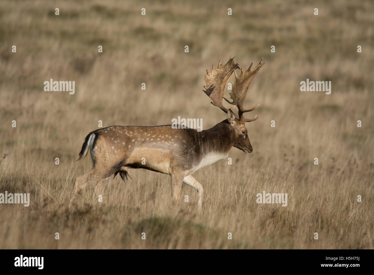 Daini buck durante l'autunno stagione di rut a Petworth Park nel West Sussex, in Inghilterra Foto Stock