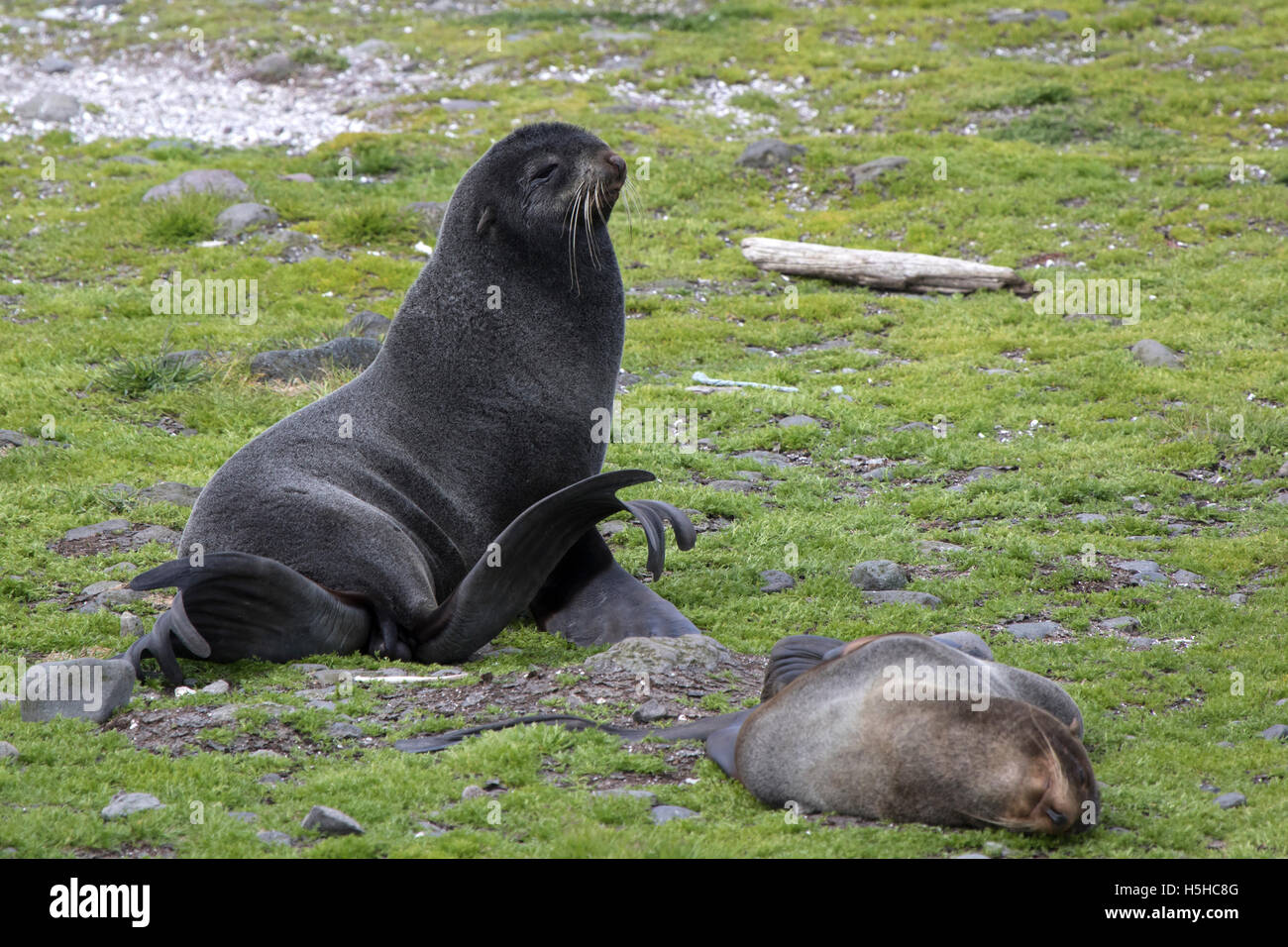 Northern pelliccia sigillo seduto sull'erba a bordo di The Rookery Foto Stock