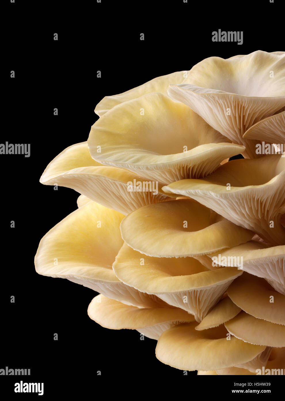 Raccolti freschi prodotti commestibili di colore giallo o golden oyster (funghi pleurotus) contro uno sfondo nero Foto Stock