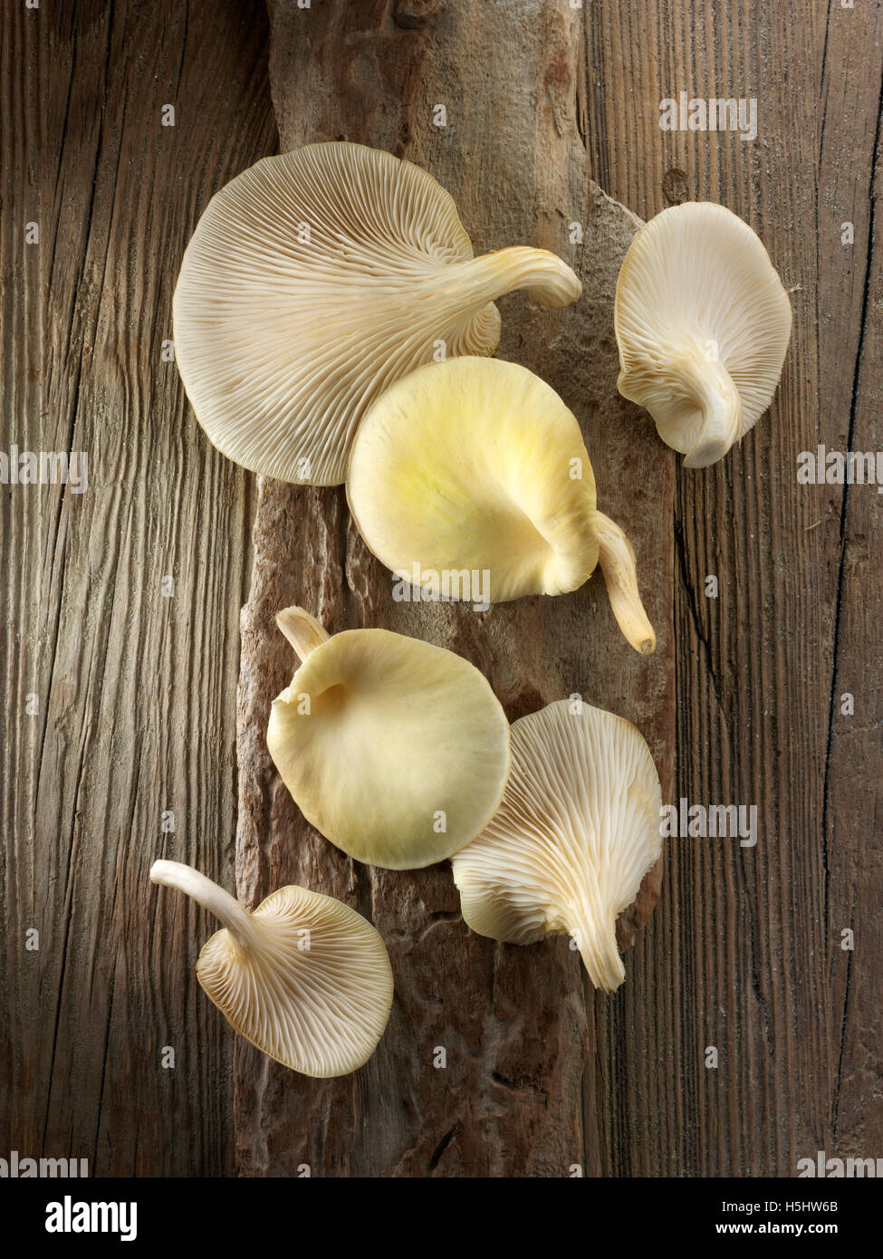 Raccolti freschi prodotti commestibili di colore giallo o golden oyster (funghi pleurotus citrinopileatus) Foto Stock