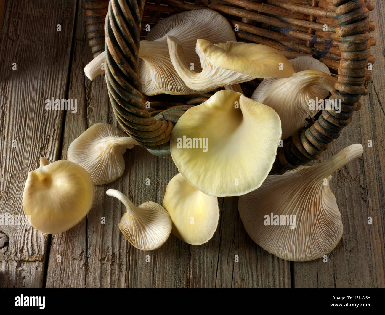 Freschi raccolti paniere di prodotti commestibili di colore giallo o golden oyster (funghi pleurotus citrinopileatus) Foto Stock