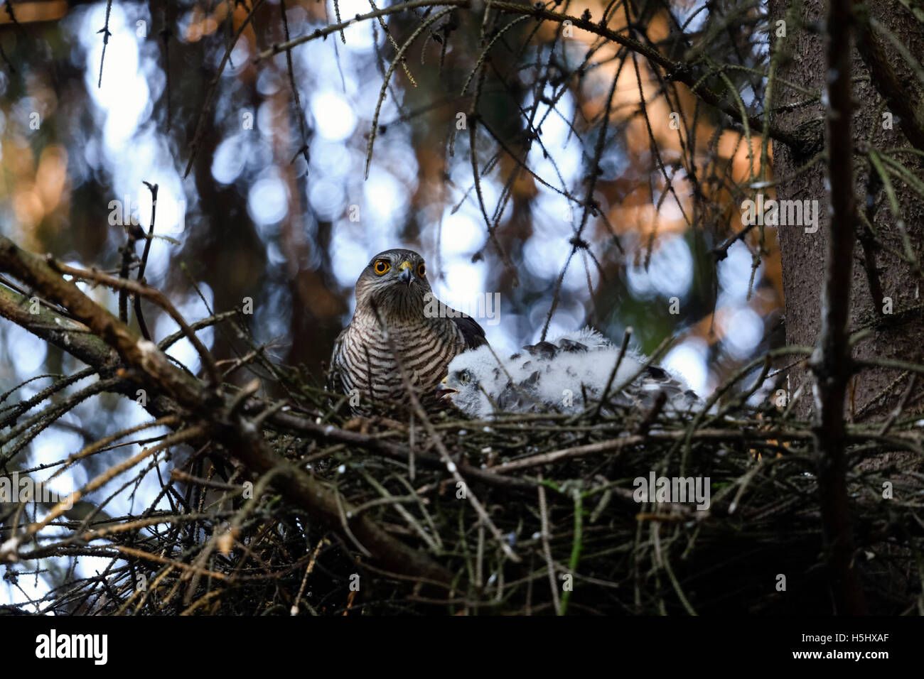 Sparrowhawk / Sperber ( Accipiter nisus ), donna adulta con pulcini nel nido, nascosta in un abete rosso, fauna selvatica, Europa. Foto Stock
