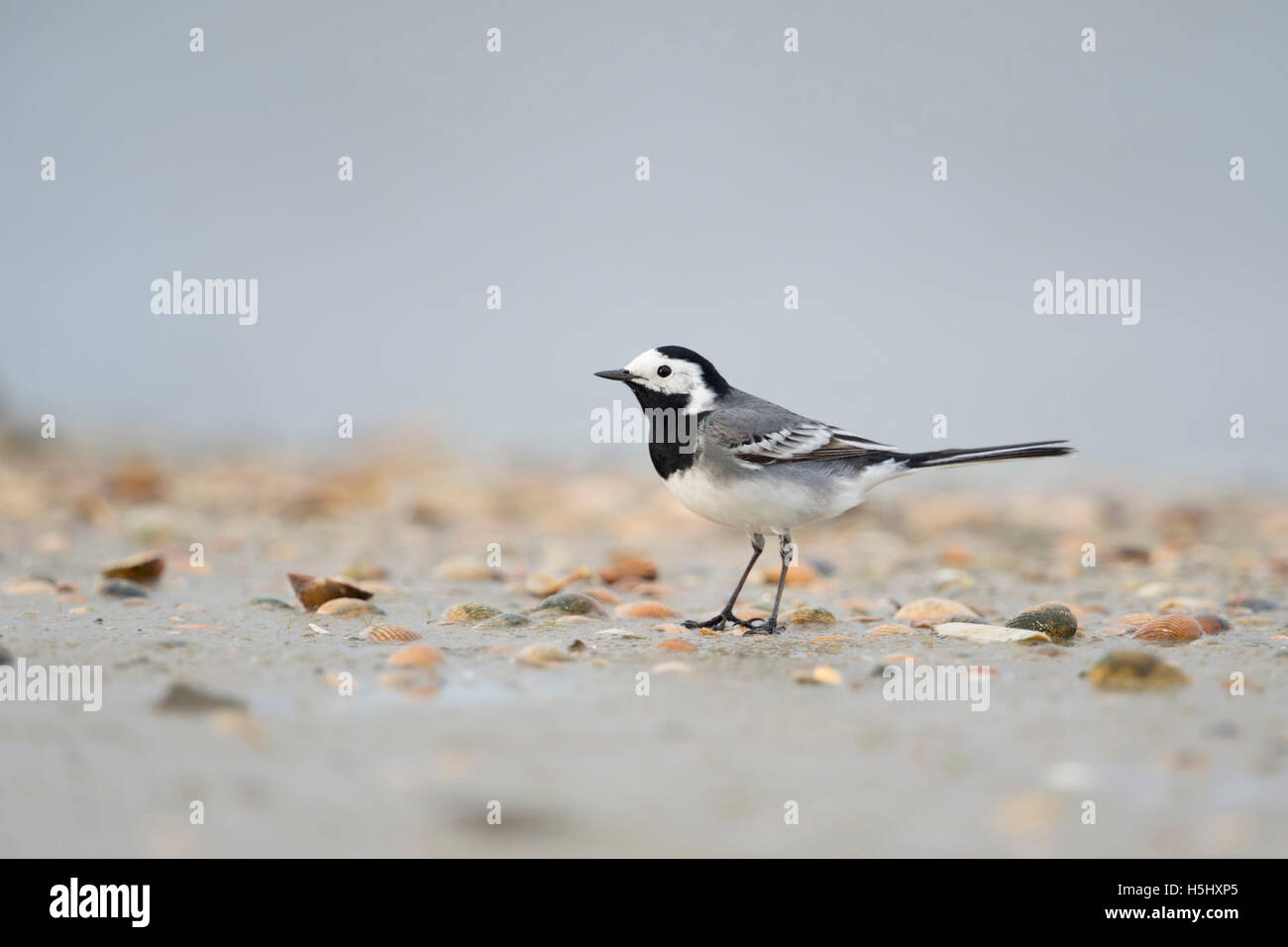 Pied Wagtail / Bachstelze ( Motacilla alba ) in piedi su una sponda fangosa, sul mare di wadden, sulla spiaggia, in cerca di cibo, fauna selvatica, Europa. Foto Stock