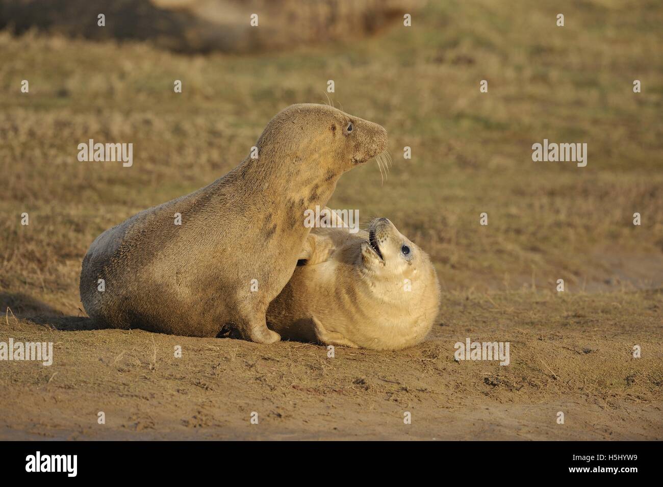 Guarnizione grigio (Halychoerus grypus - Halichoerus grypus) pup e madre governare e giocare nelle dune in inverno Donna Nook GB Foto Stock