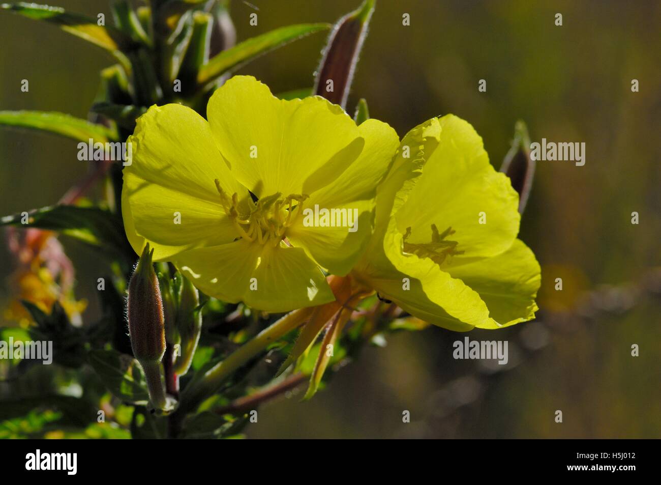 Serata di comune-primrose - stella della sera - caduta di Sun (Oenothera biennis) che fiorisce in estate Provence - Francia Foto Stock