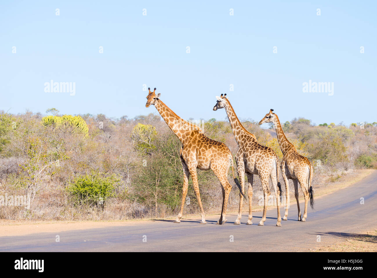 Famiglia di tre giraffe attraversando la strada nel Parco Nazionale di Kruger, importante meta di viaggio in Sud Africa. Foto Stock