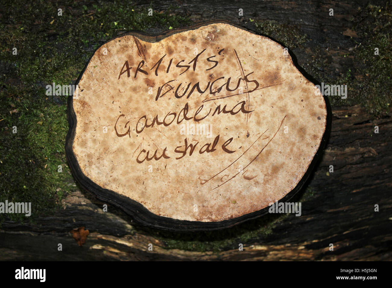 Staffa del sud a.k. a. Artista fungo Ganoderma australe con il suo nome inciso nella sua pori Foto Stock