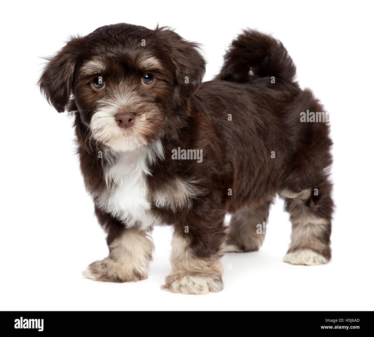 Carino chocholate scuro havanese cucciolo di cane è in piedi Foto Stock