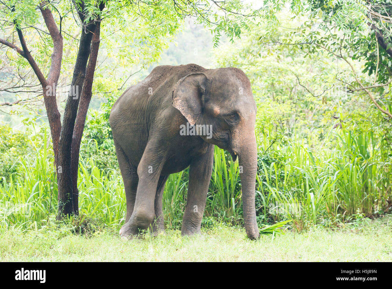 Elefante asiatico, Elephas maximus, Minneriya National Park, Sri Lanka Foto Stock