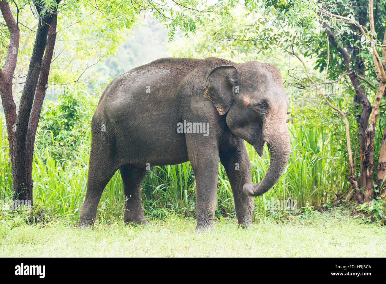 Elefante asiatico, Elephas maximus, Minneriya National Park, Sri Lanka Foto Stock