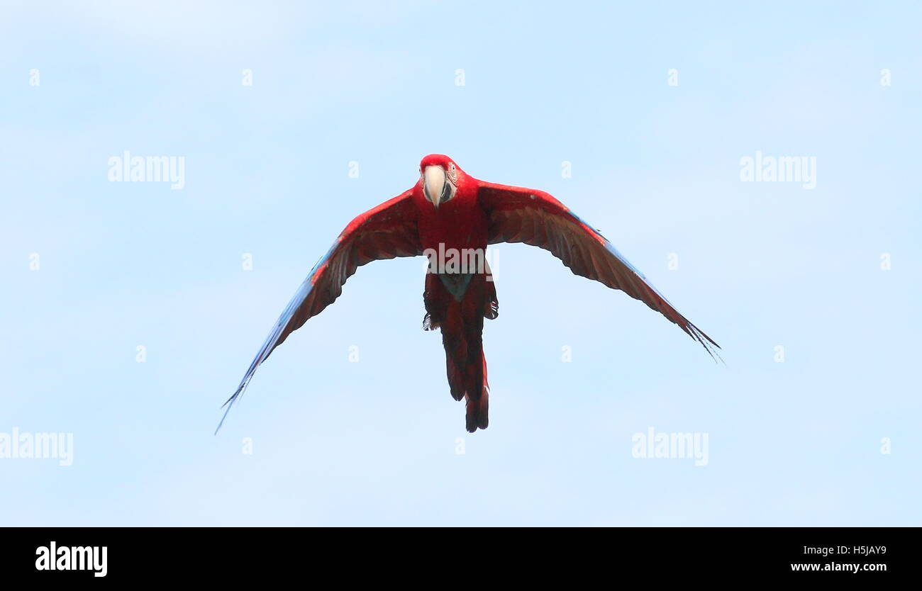 Sud Americana rosso-verde Macaw (Ara chloropterus) aka verde-winged Macaw flying overhead Foto Stock