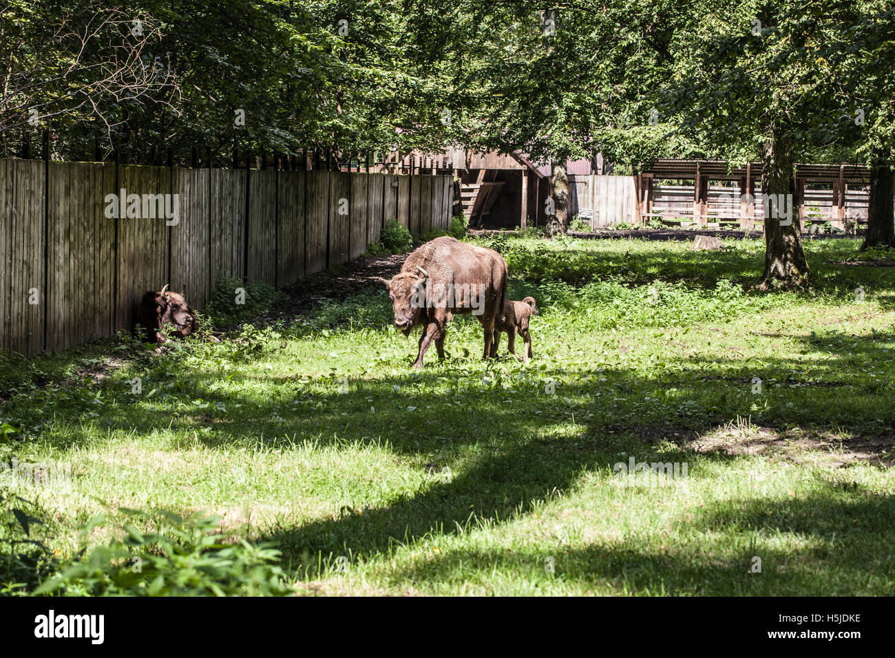 Bison passeggiate in cantiere, Bialowieza National Park Foto Stock