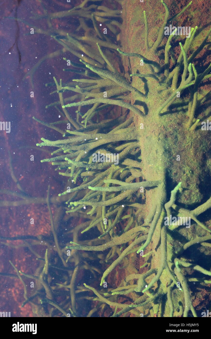 Spugna di acqua dolce, Spongilla lacustris Foto Stock