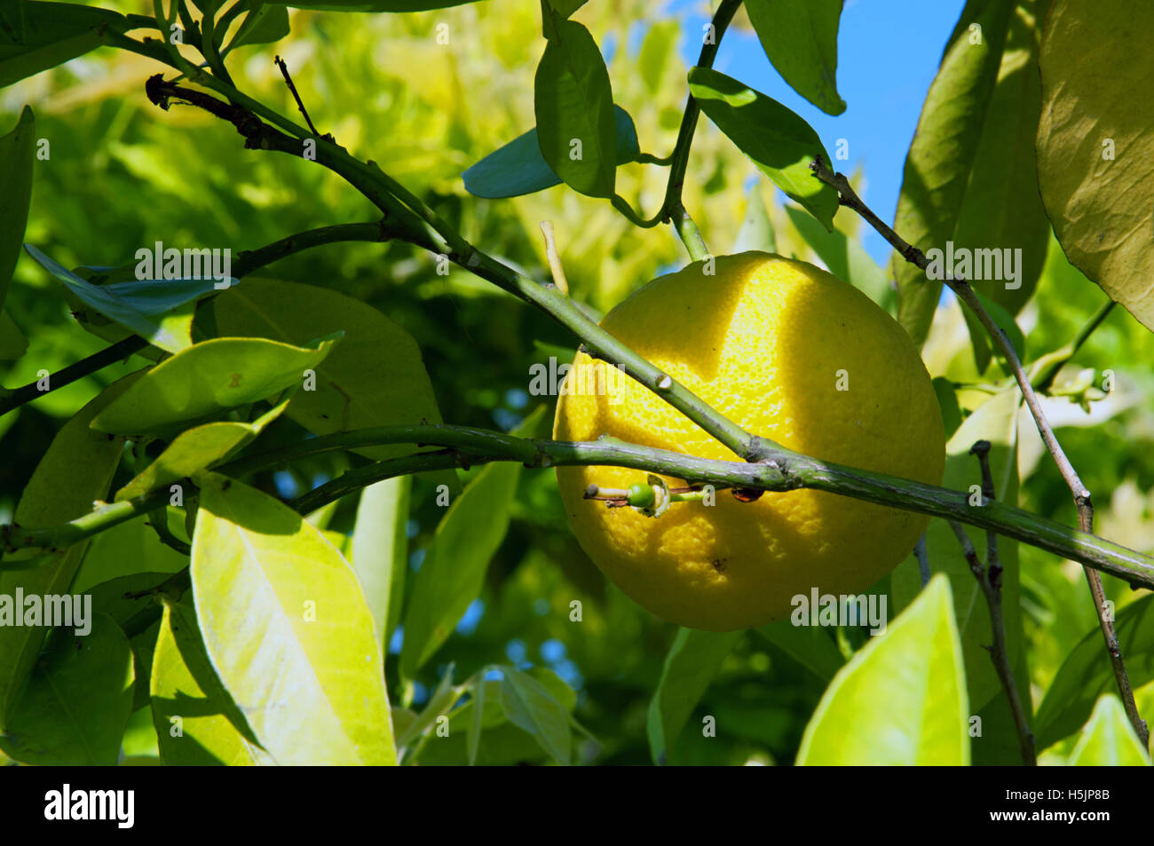 Frutta fresche, agrumi, limone, sani, struttura ad albero Foto Stock