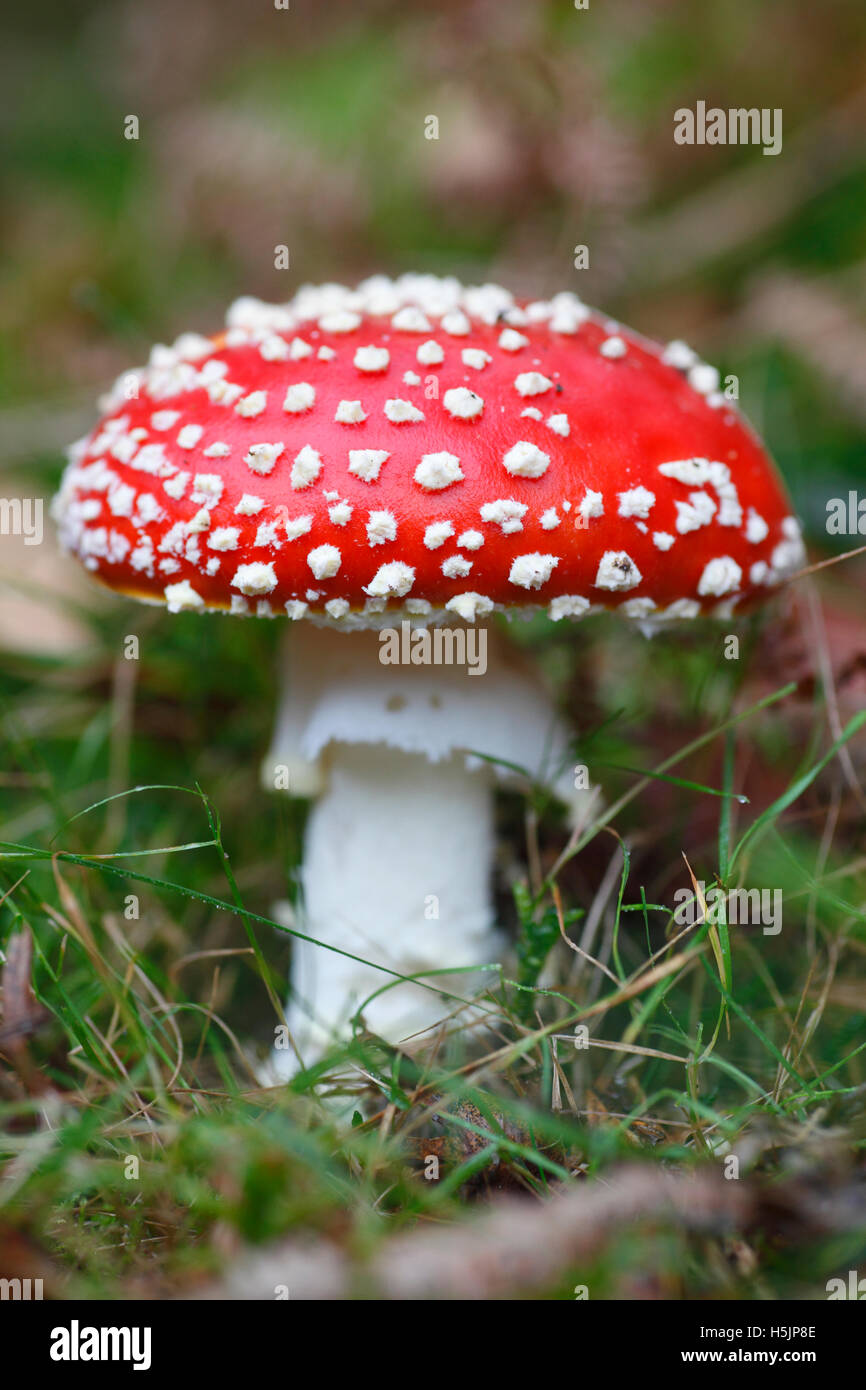 Fly agaric, amanita muscaria. Foto Stock