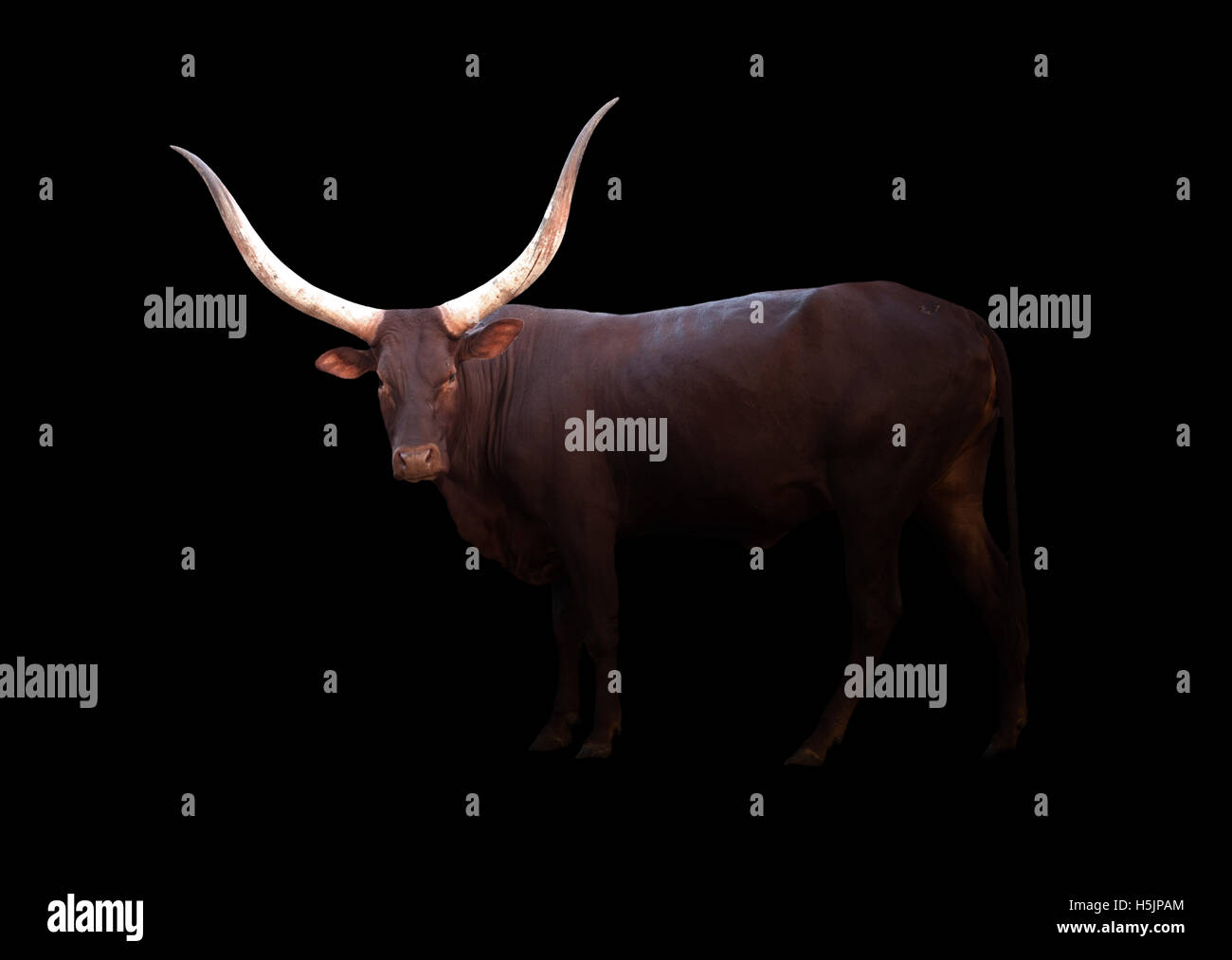 Watusi maschio al buio con spotlight Foto Stock