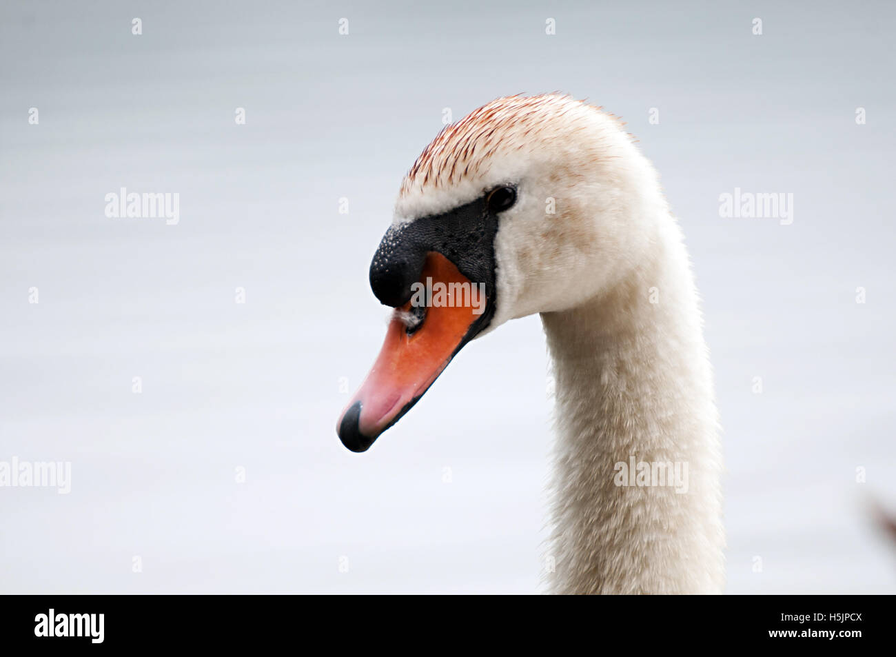 Swan, bellezza, bird, natura, tranquilla e selvaggio, la fauna selvatica, lago, bianco, acqua, grazioso, Swan River Foto Stock