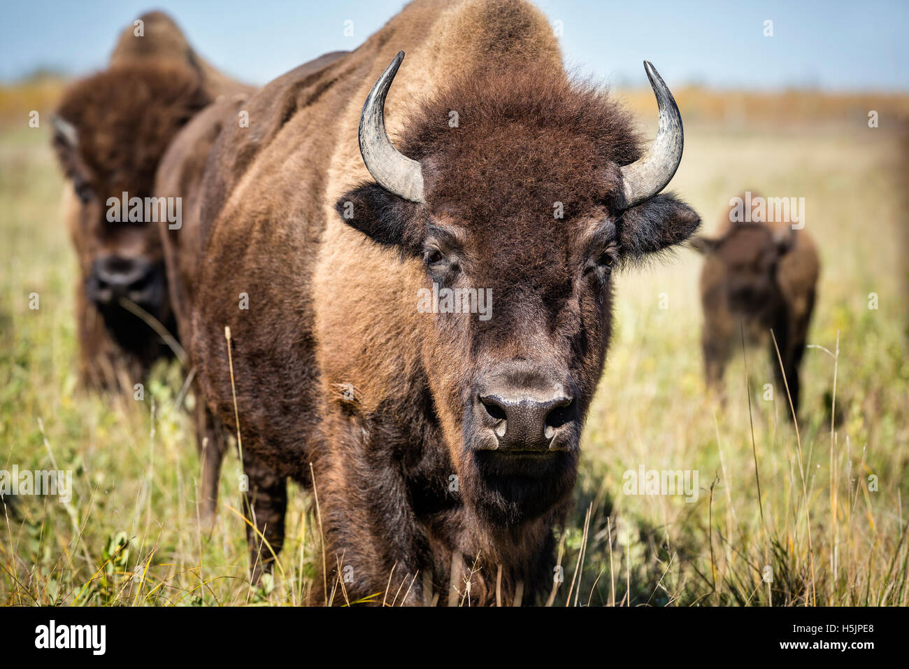 Le pianure Bison (Bison bison bison) o bufalo americano, Equitazione Mountain National Park, Manitoba, Canada. Foto Stock