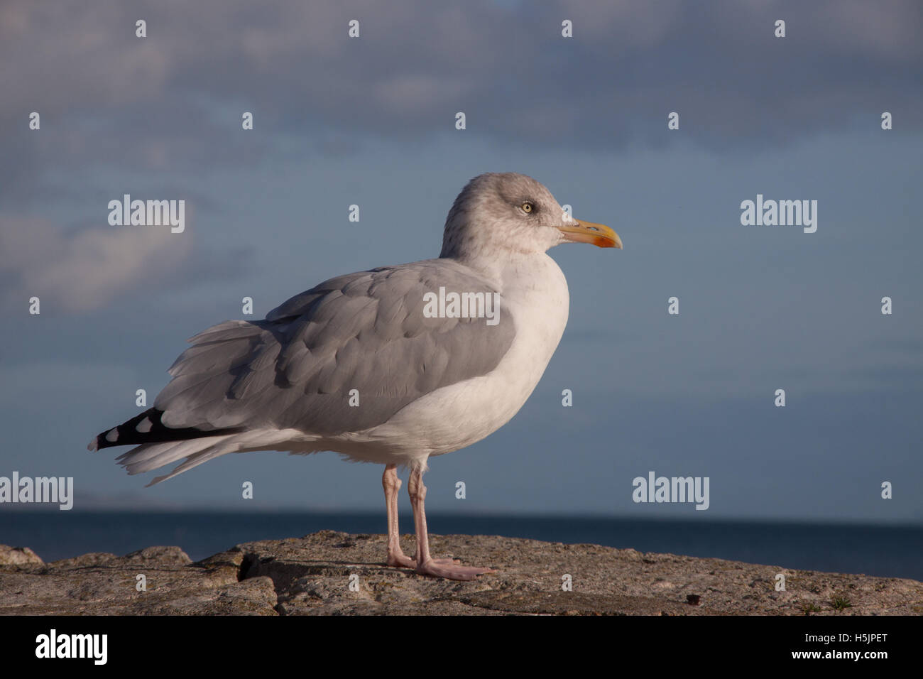 Gabbiano comune, Larus canus, su una parete a Lyme Regis, Dorset Foto Stock