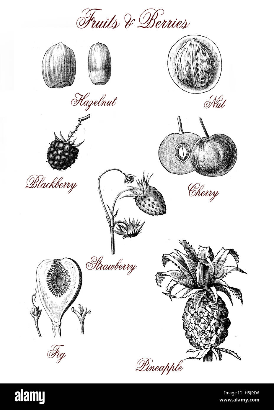 Frutta e bacche: fig; ananas,dado,nocciola,cherry,blackberry,fragola, incisione vintage Foto Stock
