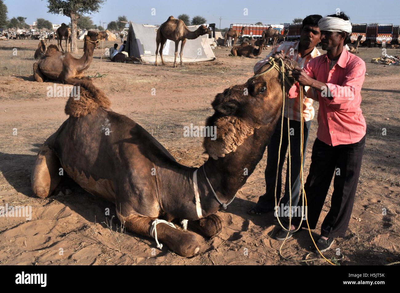 Naguar, Rajasthan, India- Febbraio 10, 2011: l'acquirente esaminando denti di una giovane cammelli per conoscere età corretta a Naguar Fiera del Bestiame Naguar, Rajasthan in India Foto Stock