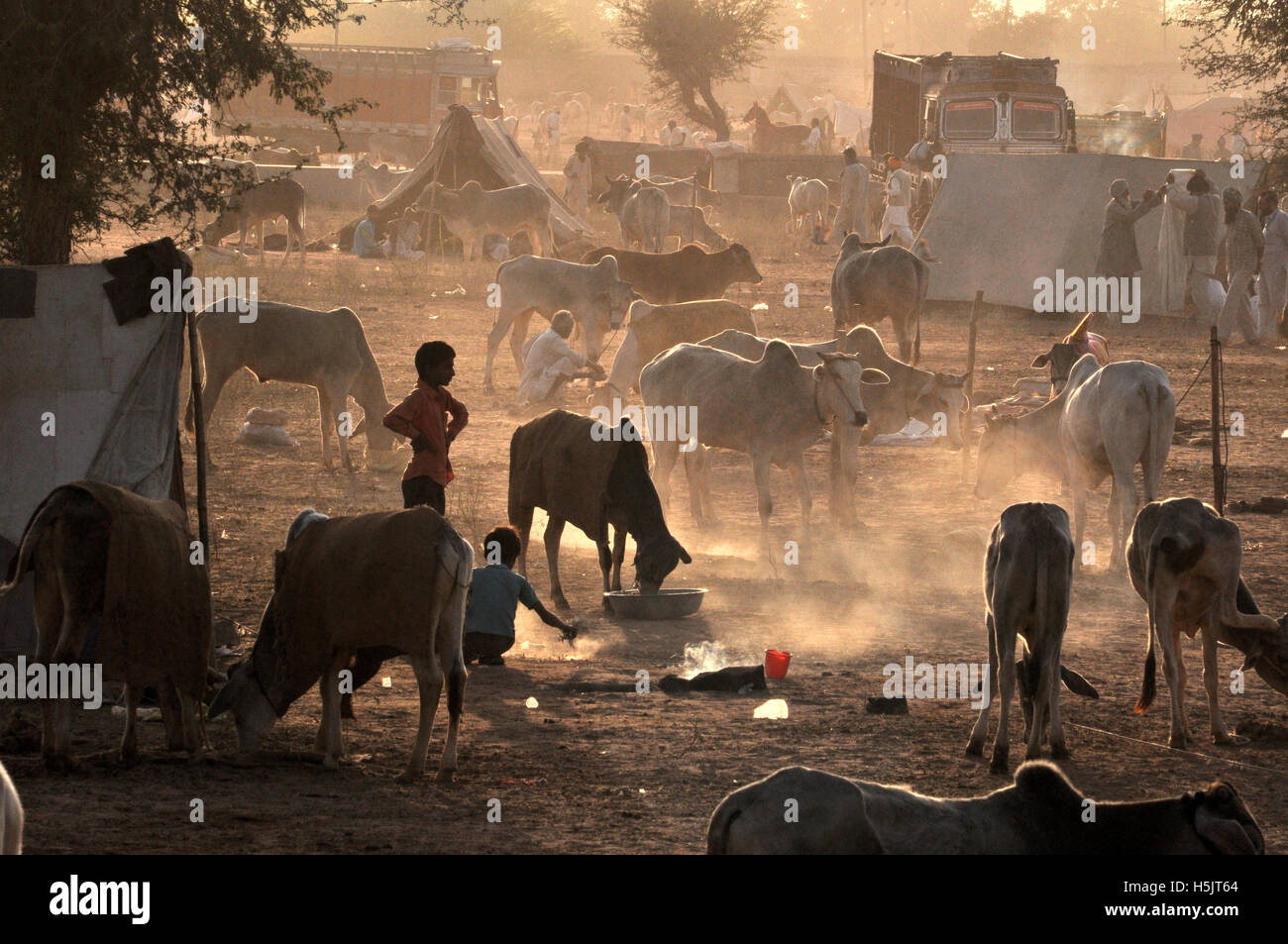 Naguar, Rajasthan, India- Febbraio 10, 2011: alcuni contadini con le loro famiglie, cattles e bullcarts al Naguar Fiera del Bestiame Naguar, Rajasthan, India Foto Stock