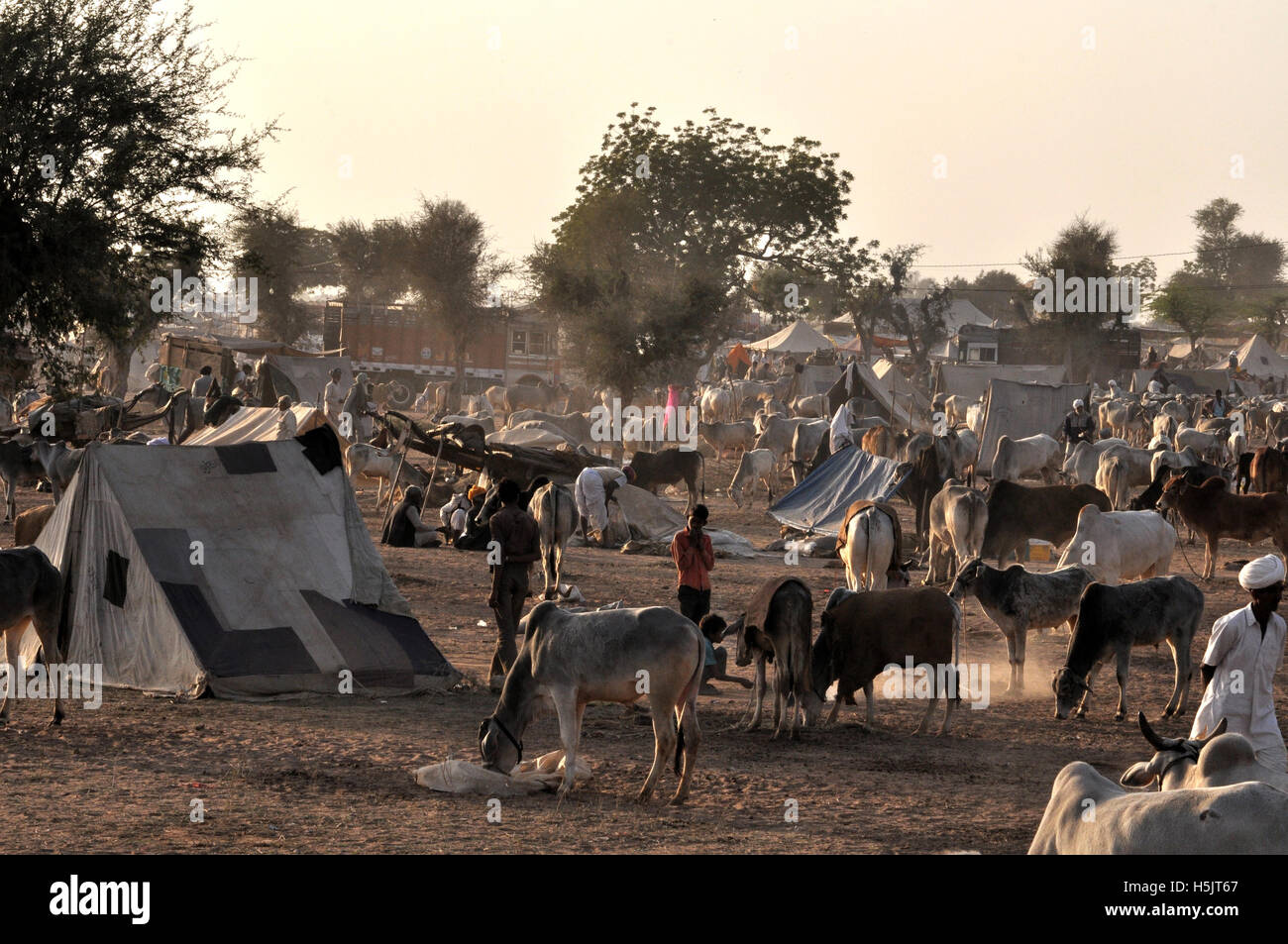 Naguar, Rajasthan, India- Febbraio 10, 2011: alcuni contadini con le loro famiglie, cattles e bullcarts al Naguar Fiera del Bestiame Naguar, Rajasthan, India Foto Stock