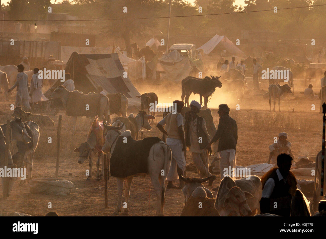 Naguar, Rajasthan, India- Febbraio 10, 2011: gli agricoltori tende, vacche e alcuni clienti di acquistare Cattles al Nagaur fiera del bestiame, Naguar, Rajasthan, India. Foto Stock