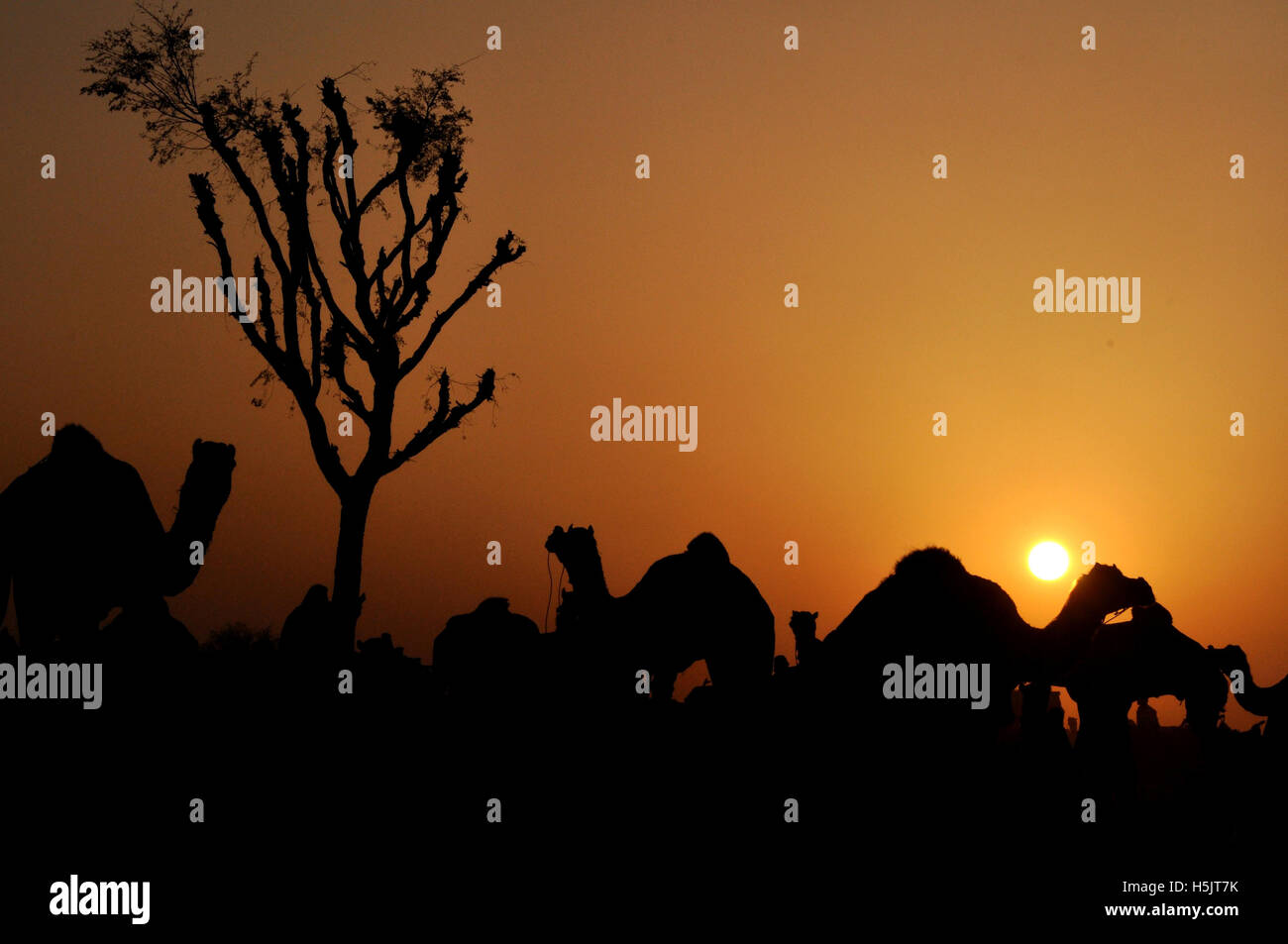 Naguar, Rajasthan, India- Febbraio 10, 2011 : tramonto e silhouette di gruppo di cammelli in serata a Naguar fiera del bestiame, Naguar, Rajasthan, India. Foto Stock
