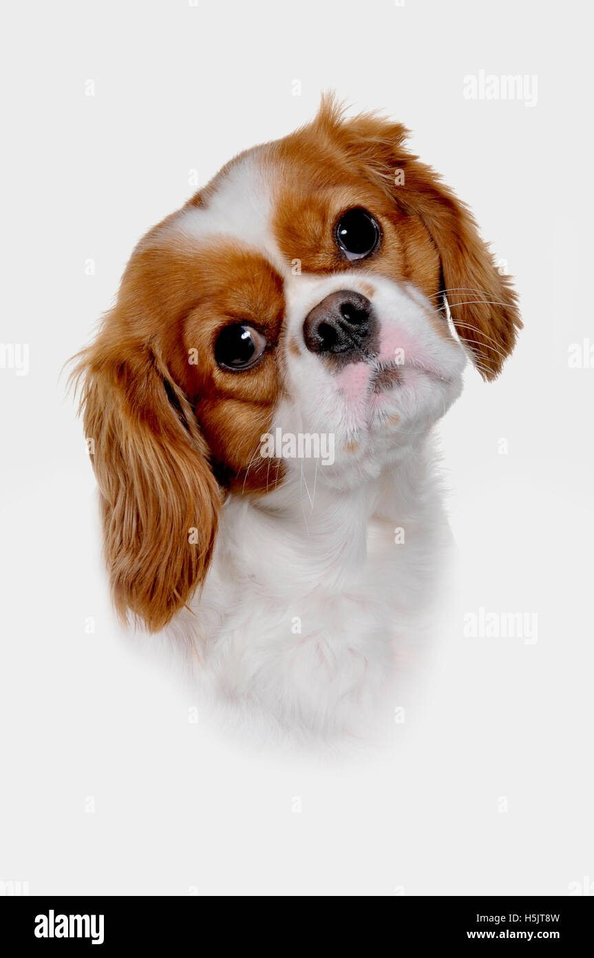 Hi-key studio immagini di un King Charles Spaniel Pedigree cane. Foto Stock