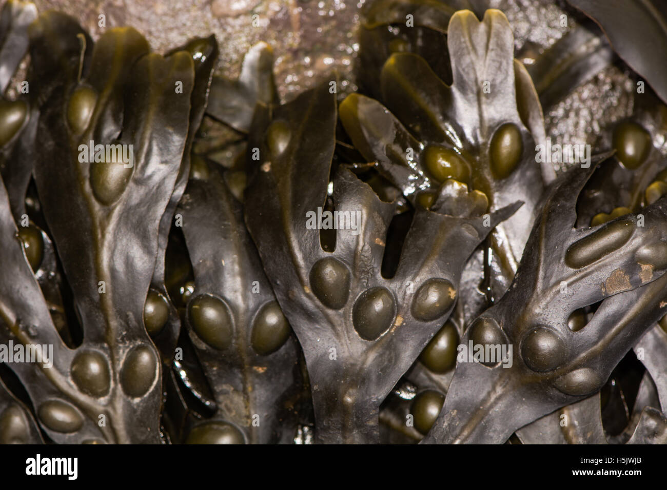 Wrack della vescica (Fucus vesiculosus) aka mid-shore wrack, comune alghe brune con facilmente riconosciuti da diaframmi accoppiati mediante controfiletto Foto Stock